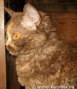 Katrin's Curly Imani,    ,   