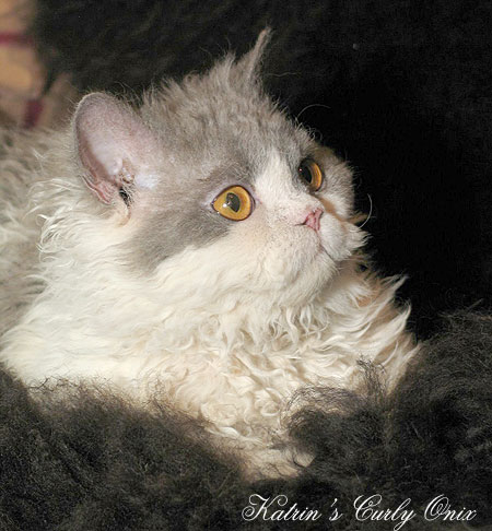 Katrin's Curly Onix Blue,    ,   