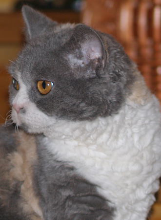 Katrin's Curly Tifany,    ,   