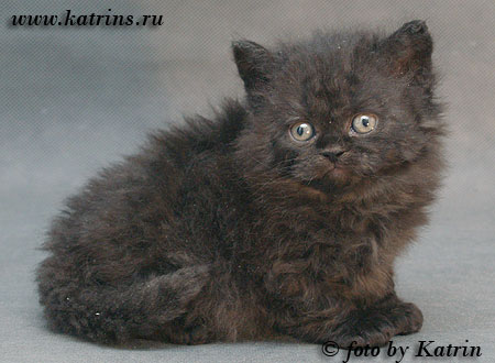 Katrin's & Capriz Curly Xara,    ,   