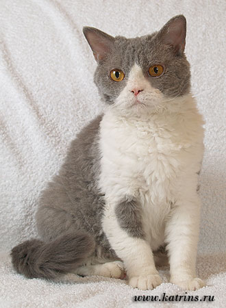 Katrin's Curly Gadgettina,    ,   