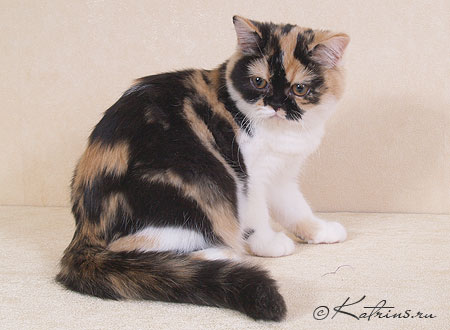 Katrin's Hunny,    ,   