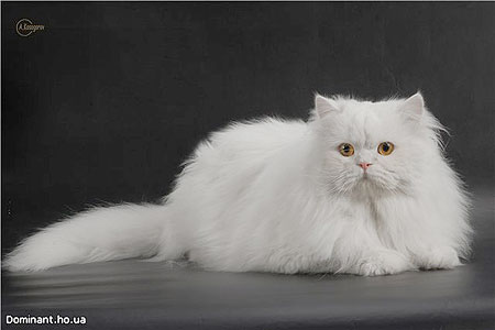 Katrin's Remi,    ,   