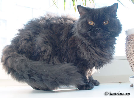 Katrin's & Capriz Curly Xara,    ,   