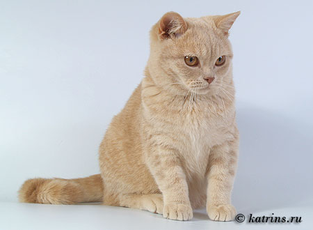  , Katrin's Ivan,  , 