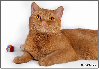  , Katrin's Queen,  