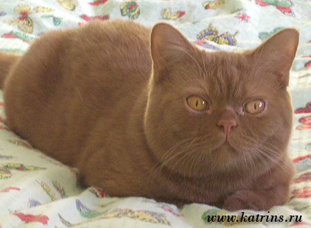  , Katrin's Prohor,  