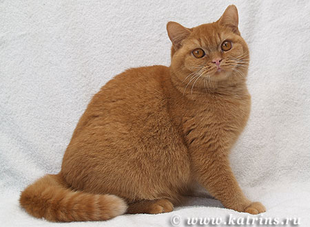  , Katrin's Sweet Girl,  