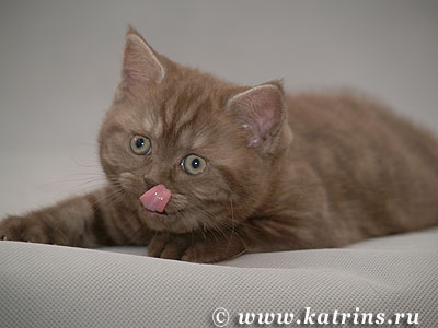 Katrin's Alika,   ,    