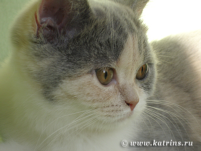 Katrin's Agatha,  ,    