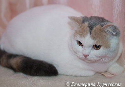 Katrin's Effigy L.,  ,    