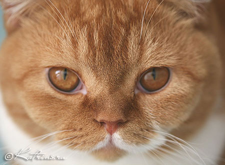 Британский кот красный с белым, Katrin's Carlson