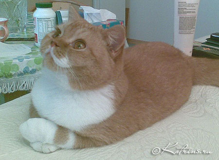 Британский кот красный с белым, Katrin's Carlson
