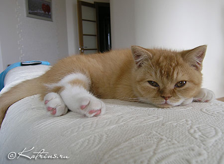 Британский кот красный с белым, Katrin's Carlson