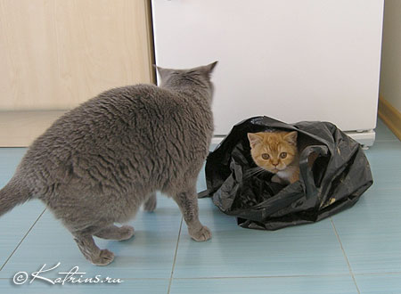 Британский кот красный с белым, Katrin's Carlson