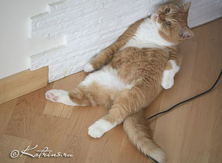 Британский кот красный с белым, Katrin's Carlson