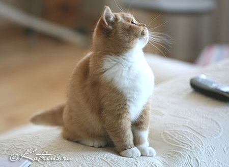Британский кот красный с белым, Katrin's Carlson