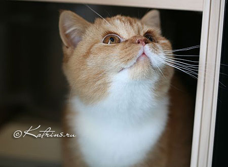 Британский кот красный с белым, Katrin's Carlson