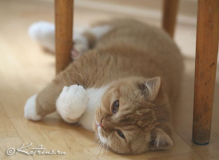 Британский кот красный с белым, Katrin's Carlson