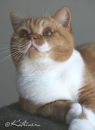 Британский кот красный с белым, Katrin's Carlson