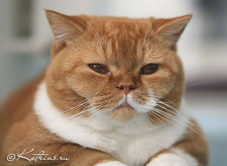 Британский кот красный с белым, Katrin's Carlson