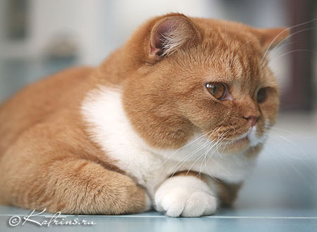 Британский кот красный с белым, Katrin's Carlson