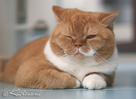 Британский кот красный с белым, Katrin's Carlson