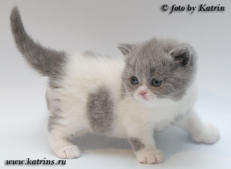 Katrin's Fabiana,     