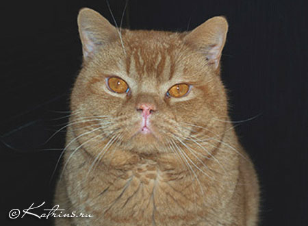  , Katrin's Quantum,  