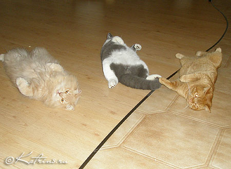  , Katrin's Persey, Unesko, Zephyr   Zahary