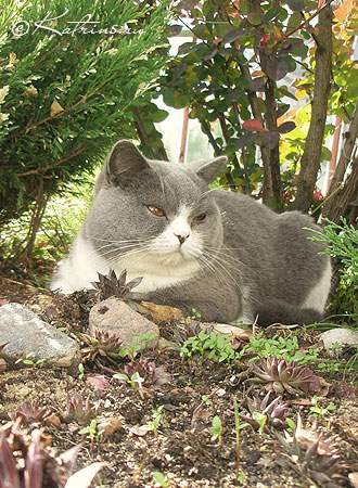  , Katrin's Persey, Unesko, Zephyr   Zahary