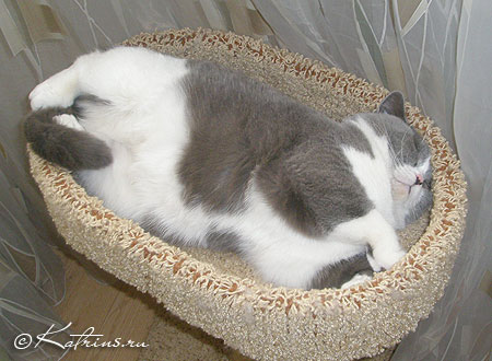  , Katrin's Persey, Unesko, Zephyr   Zahary